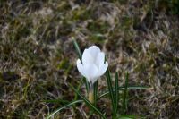 Krokus pośród trawy