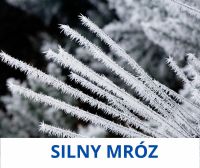Grafika przedstawiająca zmrożone gałązki