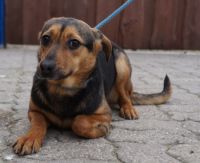 Zdjęcie: pies do adopcji