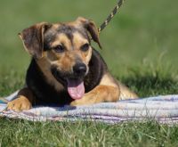 Zdjęcie: pies do adopcji