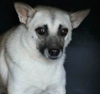 Zdjęcie: pies do adopcji