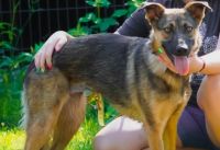 Zdjęcie: pies do adopcji