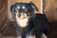 Zdjęcie: pies do adopcji