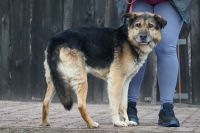Zdjęcie: pies do adopcji