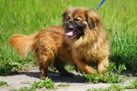 Zdjęcie: pies do adopcji